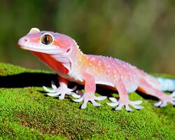 Gecko stay on the rock and good pose photo