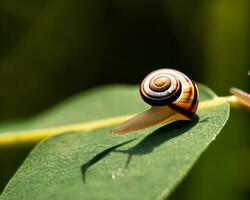 bosque caracol en el natural ambiente, Nota superficial profundidad de campo foto