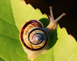 bosque caracol en el natural ambiente, Nota superficial profundidad de campo foto