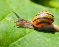 Forest snail in the natural environment, note shallow depth of field photo