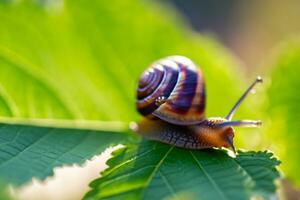 Forest snail in the natural environment, note shallow depth of field photo