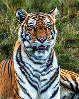 foto de cerca paisaje Disparo de un Bengala Tigre con verde césped