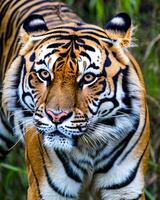 foto de cerca paisaje Disparo de un Bengala Tigre con verde césped