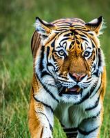 foto de cerca paisaje Disparo de un Bengala Tigre con verde césped