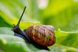 bosque caracol en el natural ambiente, Nota superficial profundidad de campo foto