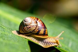 bosque caracol en el natural ambiente, Nota superficial profundidad de campo foto