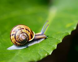 Forest snail in the natural environment, note shallow depth of field photo