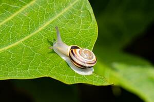 bosque caracol en el natural ambiente, Nota superficial profundidad de campo foto