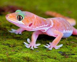 Gecko stay on the rock and good pose photo