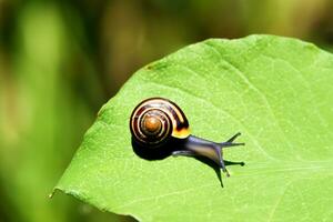 bosque caracol en el natural ambiente, Nota superficial profundidad de campo foto