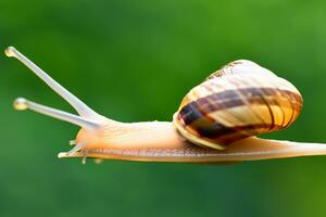 bosque caracol en el natural ambiente, Nota superficial profundidad de campo foto