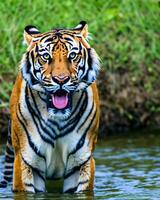foto de cerca paisaje Disparo de un Bengala Tigre con verde césped