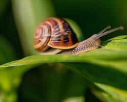 Forest snail in the natural environment, note shallow depth of field photo