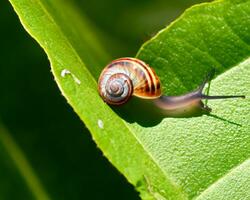 Forest snail in the natural environment, note shallow depth of field photo