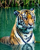 foto de cerca paisaje Disparo de un Bengala Tigre con verde césped