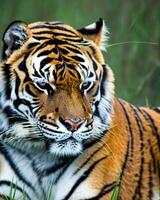 foto de cerca paisaje Disparo de un Bengala Tigre con verde césped