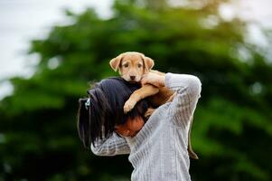 Young girl plays with a little puppy happily Inter-species love Love of people and pets photo