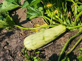 Zucchini grows on the ground in the garden. A huge zucchini grown in the garden to extract seeds for planting. photo