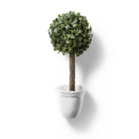 Top up view office plant on white pot. png