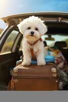 mini linda maltés bichón perro sentado a espalda de coche Listo para viaje ai generado foto