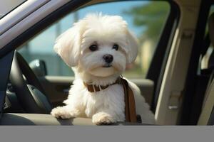 mini linda maltés bichón perro sentado a espalda de coche Listo para viaje ai generado foto