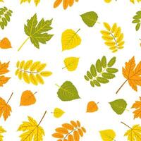 Multicolored autumn leaves seamless pattern of autumn maple and birch leaves on white background vector