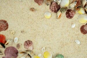 sea shells on sand frame copy space photo