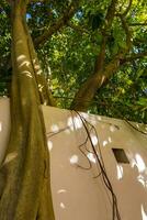 Huge beautiful Ficus maxima Fig tree Playa del Carmen Mexico. photo