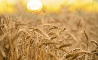 Wheat field at sunset. Ears of wheat are golden in color and heavy, hanging down. photo