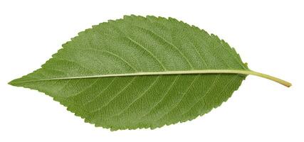 Back side of green cherry leaf on white isolated background photo