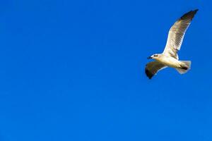 Flying seagulls birds with blue sky background clouds in Mexico. photo