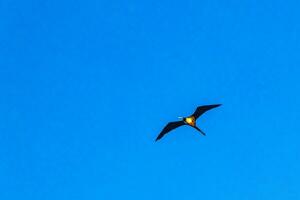 Fregat birds flock fly blue sky clouds background in Mexico. photo