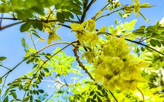 Seeds and blossoms moringa tree on green tree in Mexico. photo