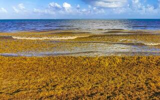 Beautiful Caribbean beach totally filthy dirty nasty seaweed problem Mexico. photo