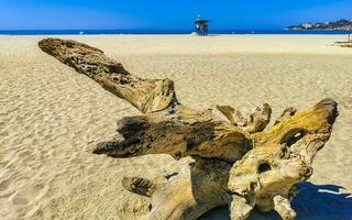 Beautiful pacific beach with washed up tree trunk wood Mexico. photo