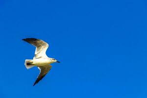 Flying seagulls birds with blue sky background clouds in Mexico. photo