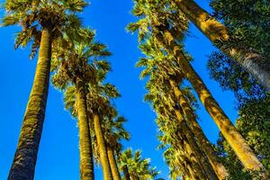 Extremely tall beautiful palm trees and blue sky Athens Greece. photo