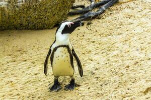 sur africano pingüinos colonia de con gafas pingüinos pingüino capa ciudad. foto