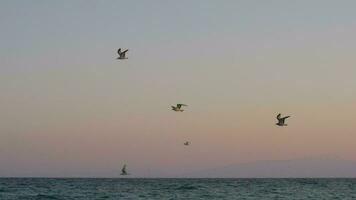 Evening scene of seagulls flying over the sea video