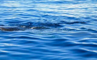 Huge whale shark swims on the water surface Cancun Mexico. photo