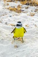 Great Kiskadee yellow bird birds eating sargazo on beach Mexico. photo
