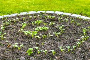Garden with round beds soil young sprouts plants in Germany. photo