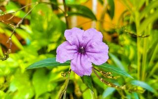 Purple pink flower Brittons Wild Petunia Mexican Bluebell Petunia Mexico. photo