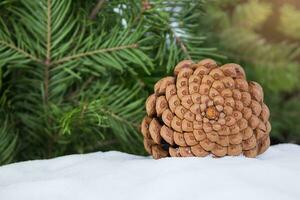 Brown pine cone on snow with pine and spruce branches. Snowy winter holiday celebration card, defocused blurred background. Copy space photo