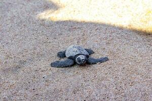 pequeño bebé Tortuga gateando en arena mirissa playa sri lanka. foto