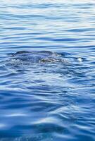 Huge whale shark swims on the water surface Cancun Mexico. photo