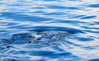 Huge whale shark swims on the water surface Cancun Mexico. photo