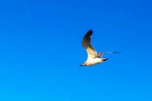 Flying seagulls birds with blue sky background clouds in Mexico. photo