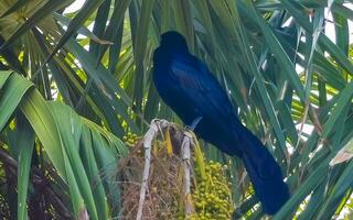 Great-tailed Grackle bird sits on plant tree nature Mexico. photo