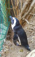 sur africano pingüinos colonia de con gafas pingüinos pingüino capa ciudad. foto